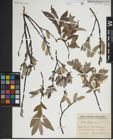 Foto von Salix lapponum L.